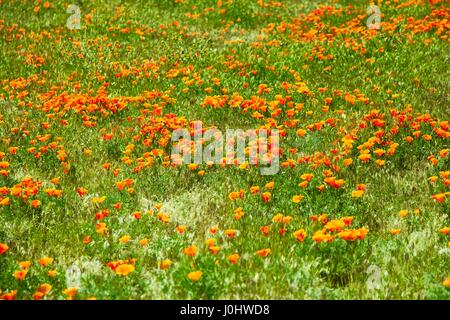 I campi di papavero della California durante il picco di tempo di fioritura, Antelope Valley California Poppy Reserve Foto Stock