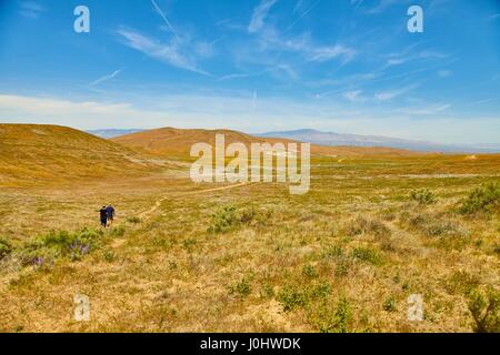 I campi di papavero della California durante il picco di tempo di fioritura, Antelope Valley California Poppy Reserve Foto Stock