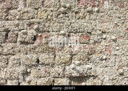 Un vecchio muro di mattoni in superficie con cirripedi Foto Stock