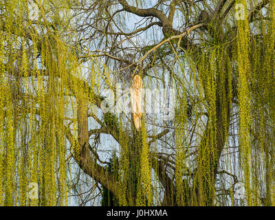 Cicatrice sul tronco di albero di salice dal ramo fdallen. Foto Stock