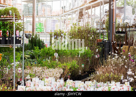 Piante ornamentali in vendita nel supermercato di giardinaggio Foto Stock