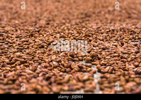 Le fave di cacao da Ambanja, Madagascar Foto Stock