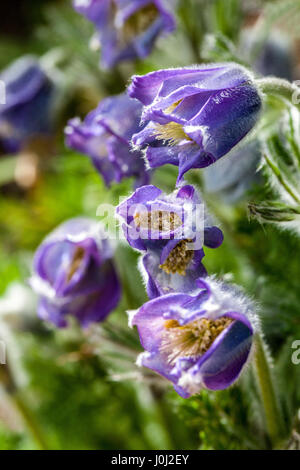 "Pasque flower Pulsatilla violacea Georgica Foto Stock