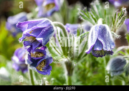 "Pasque flower Pulsatilla violacea Georgica Foto Stock