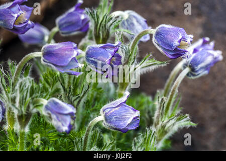 "Pasque flower Pulsatilla violacea Georgica Foto Stock