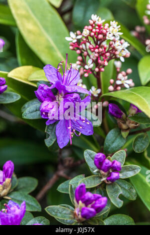 Blu e Azaela Skimmia japonica "" della rosolia in fiore Foto Stock