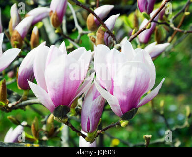 Vista ravvicinata della Magnolia in fiore in primavera in Germania Foto Stock