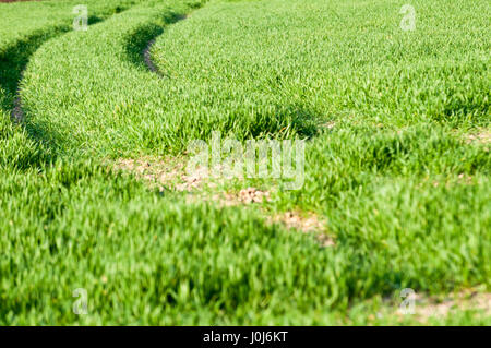 Le tracce del veicolo attraverso un paese prato Foto Stock