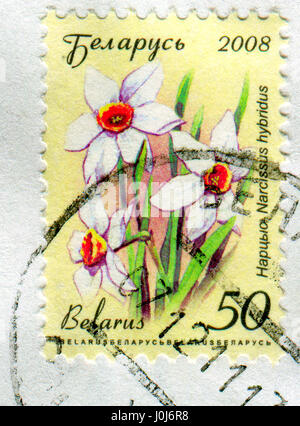 GOMEL, Bielorussia, 10 aprile 2017. Timbro stampato in Bielorussia mostra immagine del Narciso hybridus, circa 2008. Foto Stock
