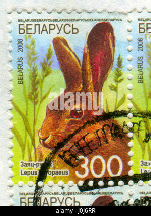 GOMEL, Bielorussia, 10 aprile 2017. Timbro stampato in Bielorussia mostra immagine del Lepus europaeus, circa 2008. Foto Stock