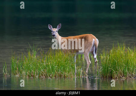 Culbianco cervi / white-tailed deer (Odocoileus virginianus) femmina / femmina del cervo di mangiare le piante di acqua / piante acquatiche nel lago Foto Stock