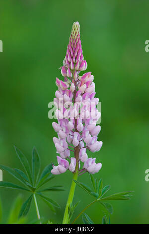 Grandi lasciava di lupino / big-lasciava di lupino / Molti-lasciava di lupino (Lupinus polyphyllus) fioritura, nativo di western America del Nord Foto Stock