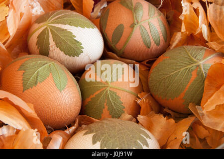 Uova di Pasqua decorate con foglie fresche, pronto per essere tinto con bucce di cipolla Foto Stock