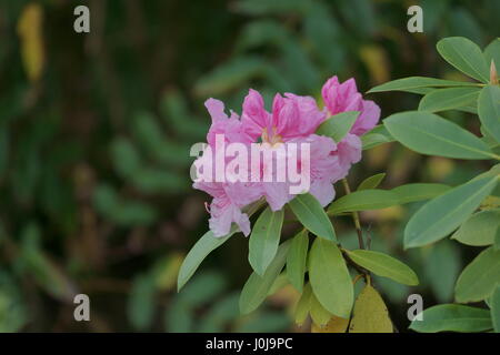 Rhododendron 'Rosa Perla' Foto Stock