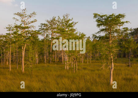 Drawf cipressi a Kirby Storter parco stradale lungo il percorso 41 in Big Cypress National Preserve in Southwest Florida Foto Stock