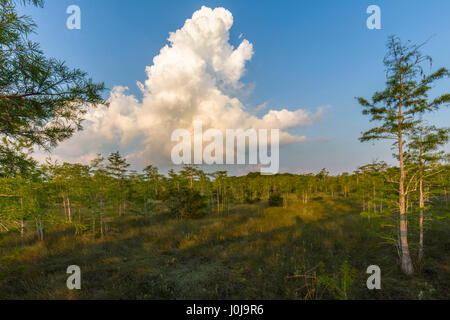 Drawf cipressi a Kirby Storter parco stradale lungo il percorso 41 in Big Cypress National Preserve in Southwest Florida Foto Stock