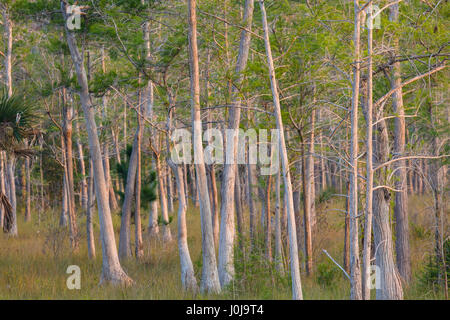 Drawf cipressi a Kirby Storter parco stradale lungo il percorso 41 in Big Cypress National Preserve in Southwest Florida Foto Stock