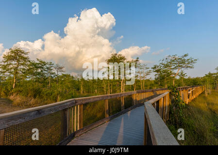 Il Boardwalk sebbene Drawf cipressi a Kirby Storter parco stradale lungo il percorso 41 in Big Cypress National Preserve in Southwest Florida Foto Stock