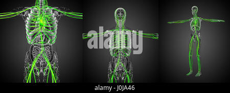 3D rendering medical illustrazione del sistema vascolare Foto Stock