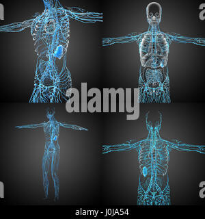 3D rendering medical illustrazione del sistema linfatico Foto Stock