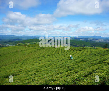 DA LAT, VIET NAM- SETT 3: donna asiatica lavorando sulla piantagione di tè in campagna, foglie di tè verde farm, Vietnamita agricoltore spray antiparassitario su terreno coltivato, essere Foto Stock