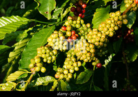 Albero di caffè con chicco di caffè sul cafe, Plantation Cafe è il principale impianto di basalto suolo come Bao Loc, Lam Dong, il Viet Nam e il caffè è il Vietnam agricoltura Foto Stock