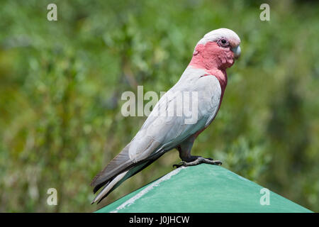 Wild Galah (Eolophus roseicapilla) noto anche come la rosa-breasted e cacatua roseate cacatua. Foto Stock