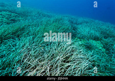 Erba di mare dal fondo del mare Adriatico nel Parco Naturale di Telascica, Croazia Foto Stock