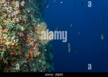 Mar giallo frusta a Telašaeica Foto Stock