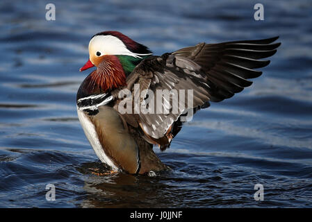 Un Anatra di mandarino sul fiume Esk in East Lothian. Foto Stock