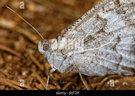 Butterfly sul suolo della foresta di pini, Telašaeica, Croazia Foto Stock