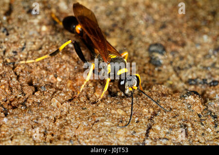 Il primo piano della vespa di fango-dauber dalle zampe gialle (Sceliphron caementarium ) Foto Stock