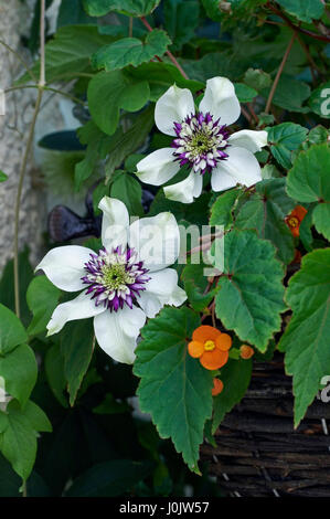 Clematis florida var sieboldiana Foto Stock