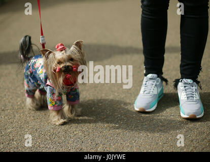 Una donna cammina i suoi due anni di Yorkshire terrier mostra canina Prada, in St James Park, Londra. Foto Stock