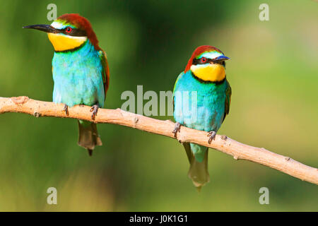 Coppia di gruccioni seduto su un ramo in giornata soleggiata,meraviglie naturali e bellissimi colori Foto Stock