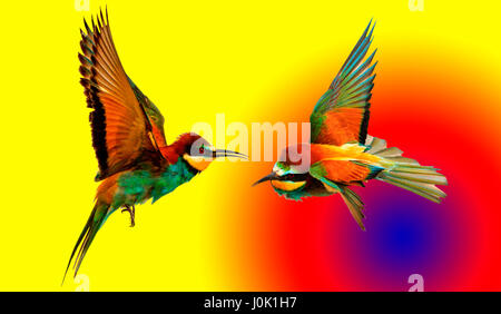 Coppia di uccelli colorati su sfondo colorato con cerchi,meraviglie naturali e bellissimi colori Foto Stock