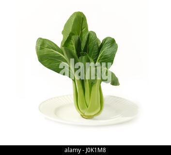 Un nuovo baby bok choy impianto è collocato in posizione eretta su una piastra bianca. Foto Stock