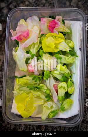 Fiori commestibili in contenitore di plastica Foto Stock