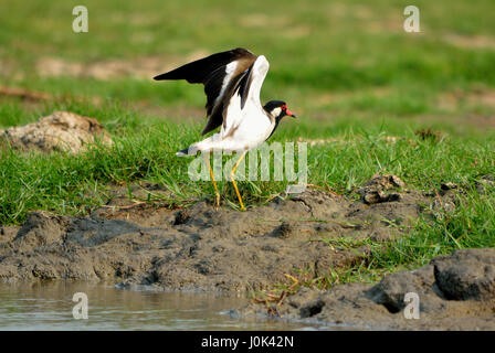 Red wattled pavoncella, Mangalajodi, India Foto Stock