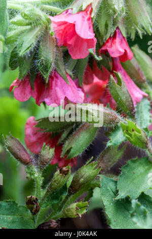 Rosso, lungwort Pulmonaria rubra 'Redstart' in fiore Foto Stock