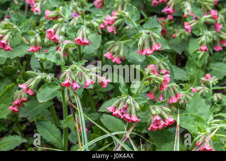 Rosso, lungwort Pulmonaria rubra 'Redstart' in fiore Foto Stock