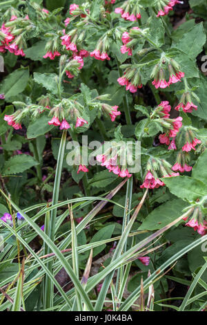 Rosso, lungwort Pulmonaria rubra 'Redstart' in fiore Foto Stock