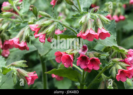 Rosso, lungwort Pulmonaria rubra 'Redstart' in fiore Foto Stock