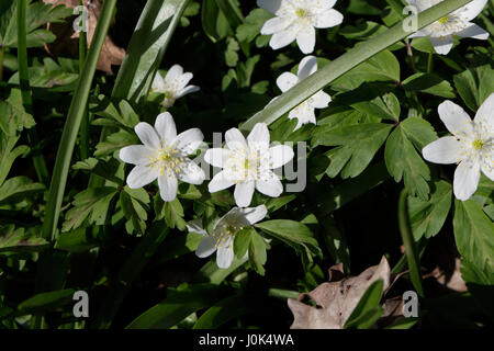 Fiori di bosco selvaggio in fiore legno Anemone Anemonoides nemorosa Foto Stock