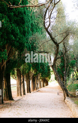 Rami verdi di Cypress in Montenegro. Park Milocer Foto Stock