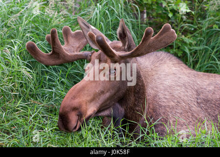 Bull Moose (Alces alces) ruminating lungo il lato di un marciapiede, ricoperto di velluto palchi, Southport, Anchorage AK, STATI UNITI D'AMERICA Foto Stock