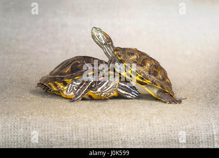 Due tartarughe su uno sfondo di tela ruvida Foto Stock