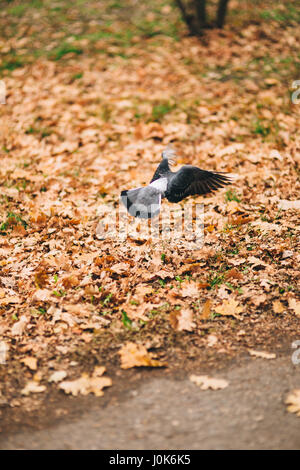 La colomba vola nel parco. Autunno park con fogliame giallo. Foto Stock