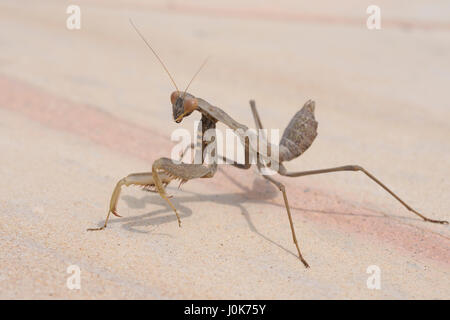 Una mantide religiosa, Iris oratoria, camminando su una pavimentazione di pietra arenaria lastra nella luce del sole vicino a Paphos, Cipro Foto Stock