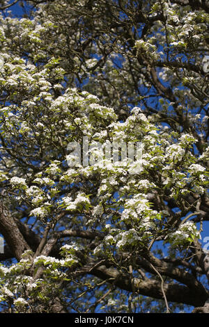 Pyrus pashia fiorisce in primavera. Foto Stock